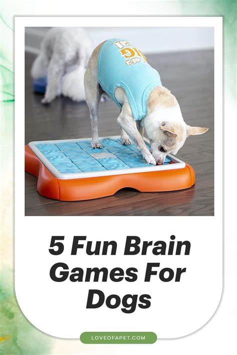 5 Fun Brain Games For Dogs - Love Of A Pet in 2021 | Brain games for ...