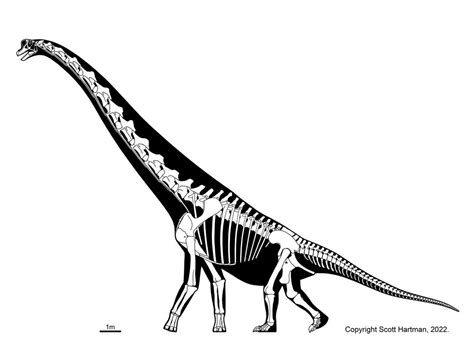 Sauropod Gallery Overhauled!Scott Hartman's Skeletal Drawing.com