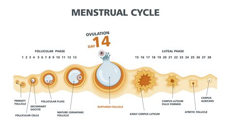 The Big O: Ovulation | babyMed.com