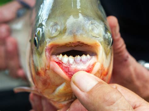 Nightmare Fish With Human-Like Teeth Found In Michigan - Riot Fest