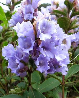 Neelakurinji-- the flower of blue mountains