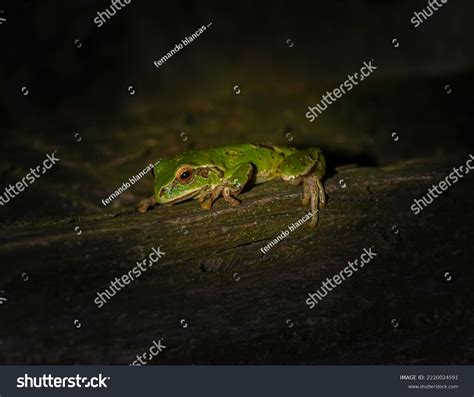 Hyla Eximia Amphibian Species Hylidae Family Stock Photo 2220024591 ...