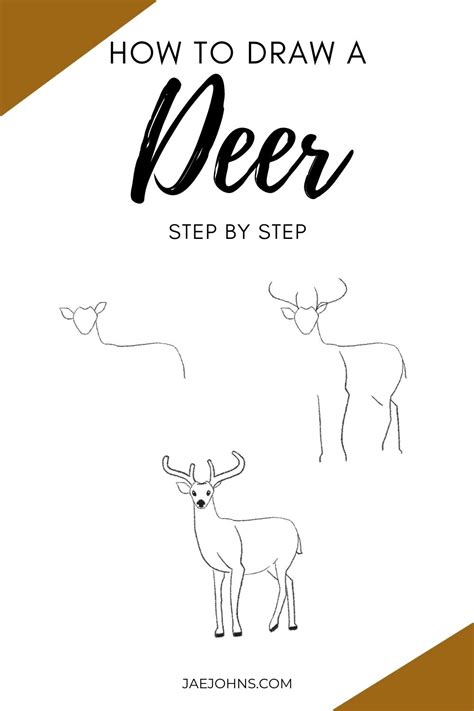 How to Draw a Deer (Easy Step by Step with Pictures) - Jae Johns