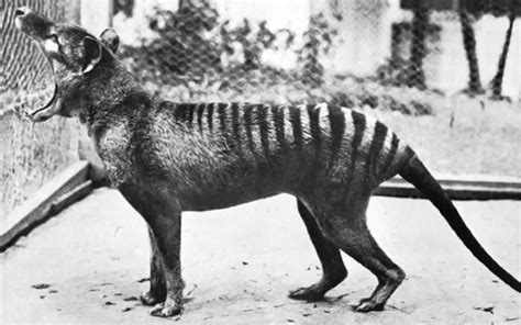 Secrets from beyond extinction: the Tasmanian tiger - Museums Victoria