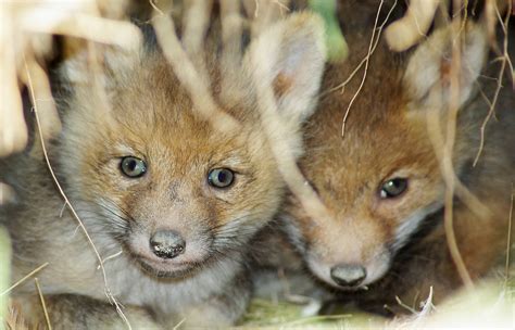 Fox cubs on Behance