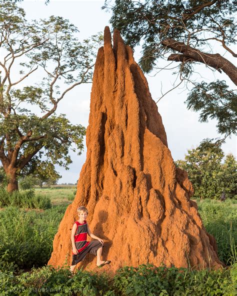 West African Termite Mounds - The Hauns in Africa