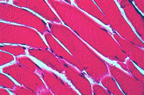 UVA and Partners Have a Bold Goal: Manufacturing Human Tissue | UVA Today