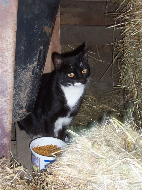 Omache Farm: Barn Kittens!