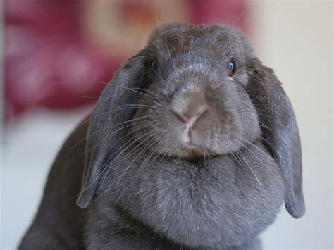 Holland Lop Rabbit Pictures - Inge Regine