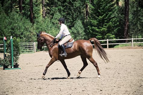 78 | Equine Reflections Photography | Flickr