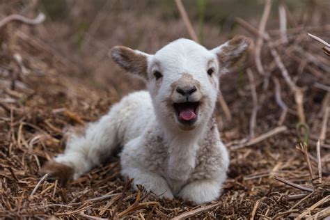 The Cutest Baby Animals Born During the Pandemic | Reader's Digest