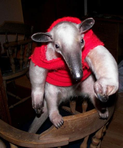 Anteater ready for winter in red sweater | Cool pets, Funny animal ...