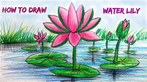 How To Draw A Water Lily Easy Step By Step - Lilies are beautiful ...