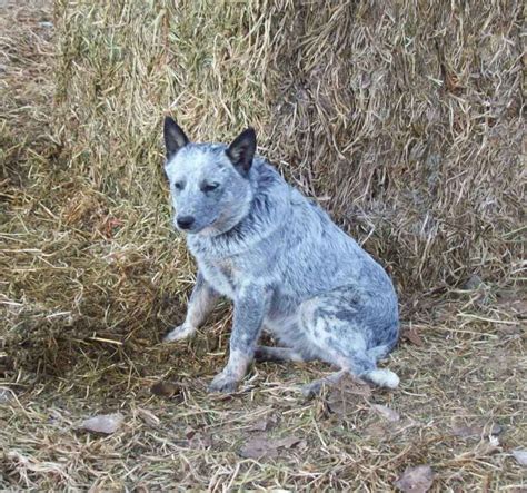 (6) Heeler colors | Aussie cattle dog, Cattle dogs rule, Heeler