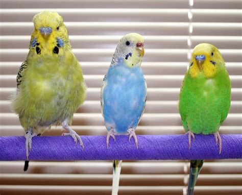 150+ Cute and Popular Names for Budgies - The Dogman