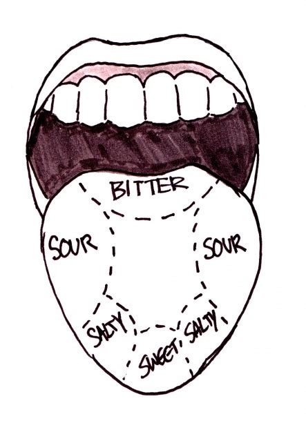 Taste Buds On Tongue Diagram