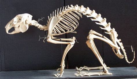 rabbit skeleton - Google Search | Rabbit | Pinterest | Rabbit skeleton ...