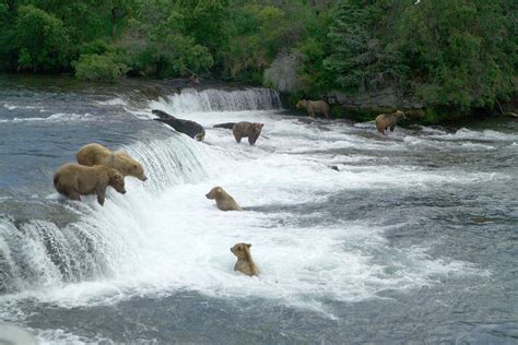 The Bears Of Katmai | MowryJournal.com