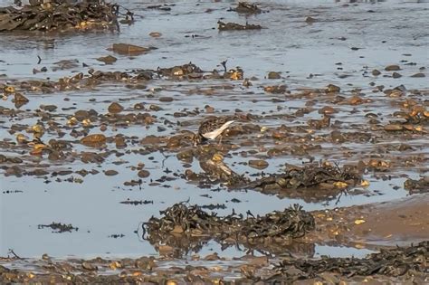 22nd October 2022 – Severn Estuary – Martin's Bird Blog & Nature Photos