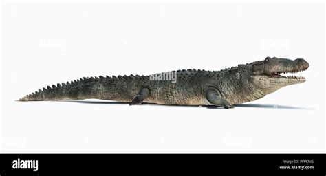 Prehistoric Crocodile Deinosuchus