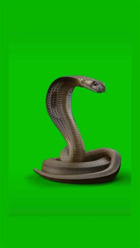 White snake on green screen green screen snake – Artofit