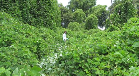 Kudzu: The Invasive Vine that Ate the South