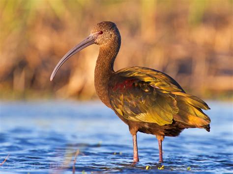 IBIS BIRD photos - wallpapers | the fun bank