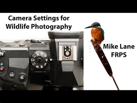 Camera Settings for Wildlife Photography – Mike Lane's Ramblings