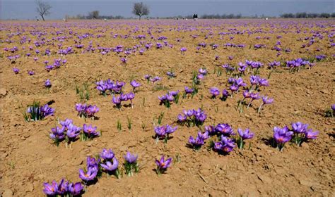 Kashmir’s world-famous saffron cultivation is dwindling amid climate ...