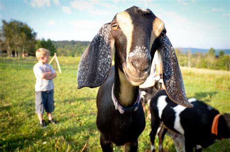 Animals — 2 Kids Goat Farm