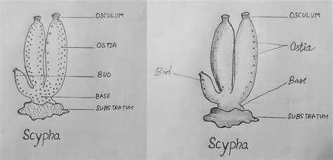 HOW TO DRAW DIAGRAMS IN BIOLOGY