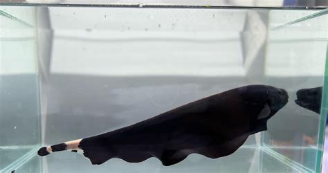 Black Ghost Knifefish LARGE