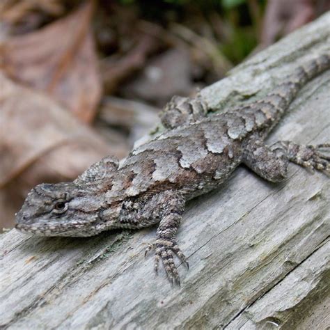 Female Eastern Fence Lizard - Photo by Alan Wiltsie | Reptiles and ...