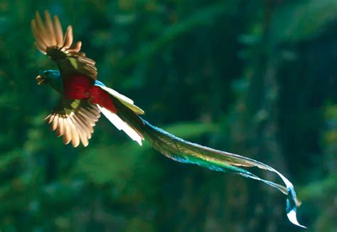 Quetzal | The Biggest Animals Kingdom