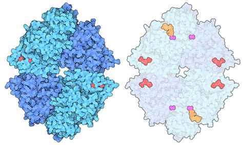 PDB-101: Molecule of the Month: Pyruvate Kinase M2