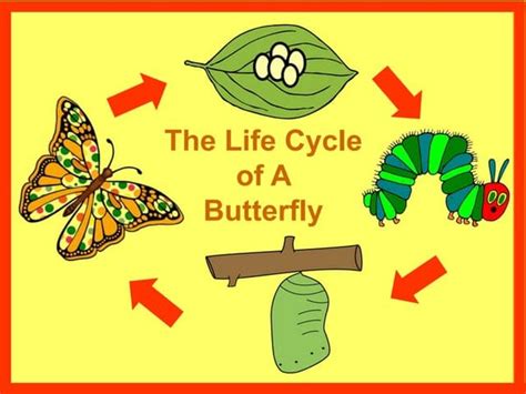 Butterfly Life Cycle