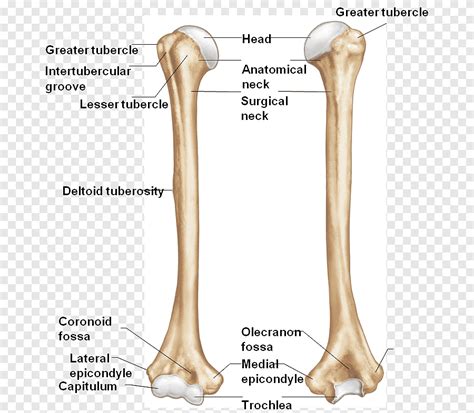 Humerus and Shoulder Girdle Jeopardy Template