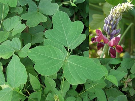 Did You Know You Can Eat Kudzu? Perennial Plants, Perennials, Wild ...