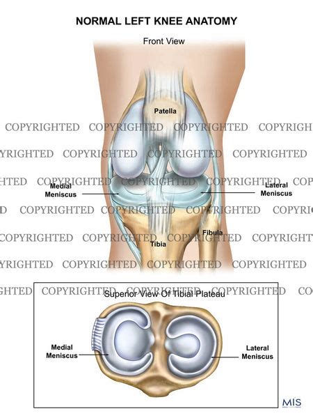 Normal Left Knee Anatomy — Medical Art Works