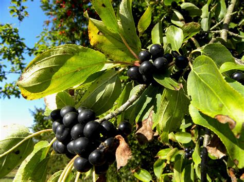 Buckthorn berries | Hampshire, 27th September 2009. | Charles Cuthbert ...