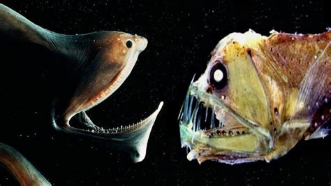 Terrifying Animals of the Abyssal Zones | Nature images, Animals ...