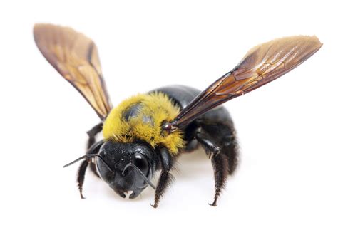 Do carpenter bees sting | Male vs Female carpenter bee - BigBear Pest ...