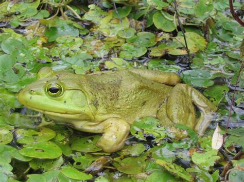 WISC - Washington Invasive Species Council