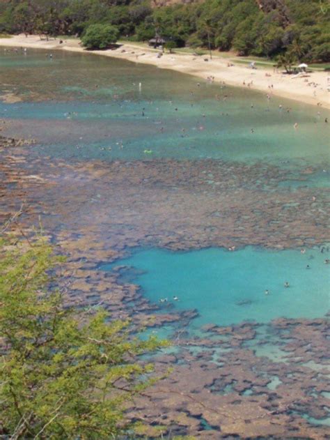 Coral Reef in Hanauma Bay, Hawaii May 2007 ️⭐️⭐️⭐️⭐️⭐️ | Hanauma bay ...