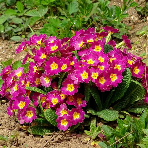 Primrose Flower