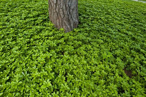 12 Ground Cover Plants for Shade