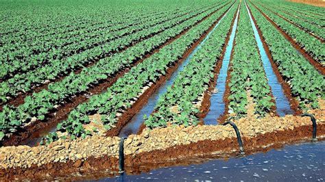 Irrigation Agriculture in the Nile Basin and the Niger Basin ...