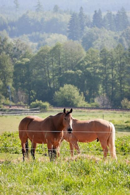 Premium Photo | Horses in the meadow