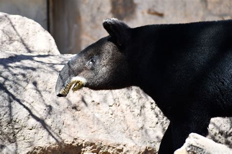 Mountain Tapir - CMZoo