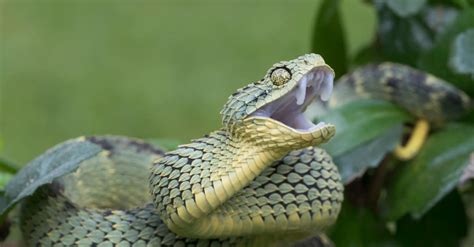 Venomous vs Non-Venomous Snake: What’s the Difference? - AZ Animals